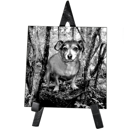 Pet Photo Engraved Black Marble Square -  - MS66, MS1212 w/ easel