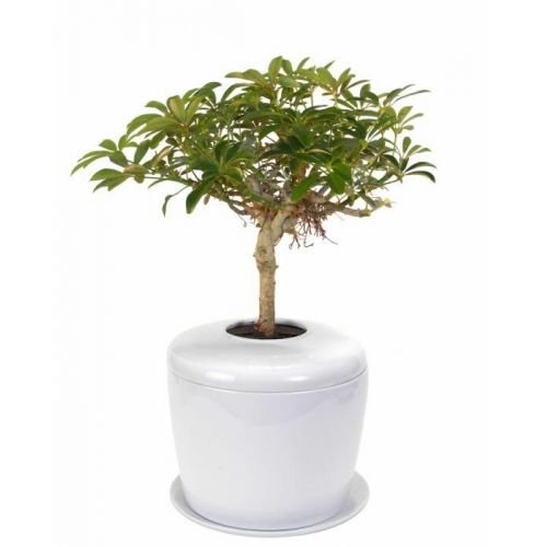 Real Bonsai Tree Urn -  - 23005